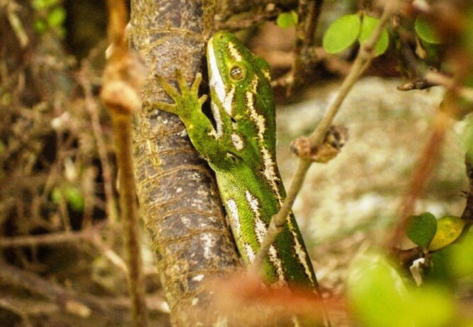 BHTO#1, OR the jewelled gecko that began the obsession ©Carey Knox