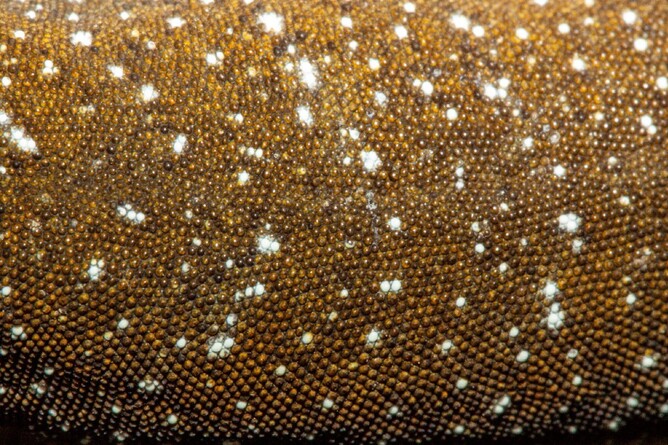The galaxy-like patterns on the back of a southern black-eyed gecko ©Carey Knox