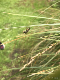 © Emily Demchick, EOS - An adult caddisfly recently emerged from its pupal case (traces of the case are still visible on its hind legs).