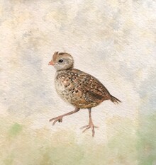 © Emily Demchick - Watercolour painting of a California quail chick.