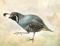 © Emily Demchick - Watercolour painting of a California quail adult.
