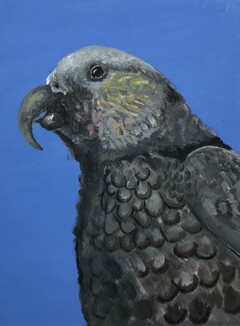 © Emily Demchick – An acrylic painting of a cheeky Stewart Island kaka.