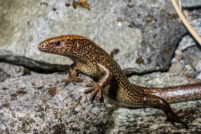 Awakopaka skink (Oligosoma awakopaka), Fiordland National Park ©Carey Knox