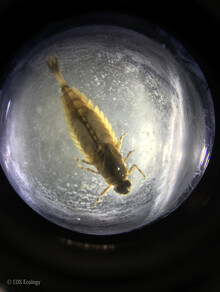 © Emily Demchick, EOS - An Oniscigaster mayfly larva under the microscope. These mayflies are very sensitive to water quality, so finding them in a waterway is good news.