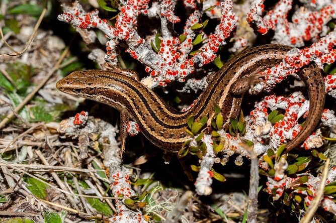 Nevis skink (Oligosoma toka), Nevis Valley ©Carey Knox