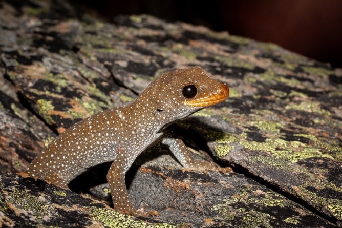 Southern black-eyed gecko (Mokopirirakau “southern black-eyed”), Oteake Conservation Park ©Carey Knox