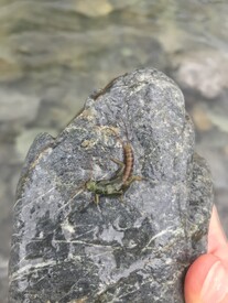 © Emily Demchick - A Stenoperia stonefly larva found under a rock in the Maruia River. Travelling with a freshwater ecologist means lots of stops to turn over river rocks