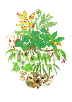 'Edible New Zealand Plants' original watercolour painting