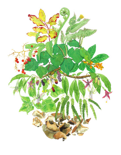 'Edible New Zealand Plants' original watercolour painting