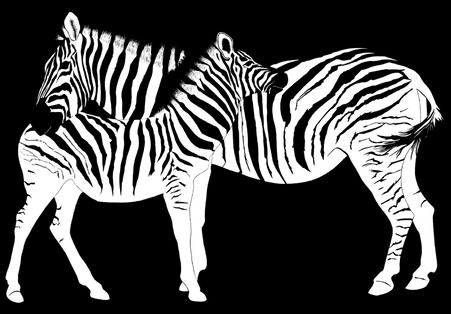 'Ebony and Ivory Zebras' original digital painting