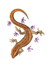 'Southern Striped Gecko Only Leaves Footprints' original watercolour painting