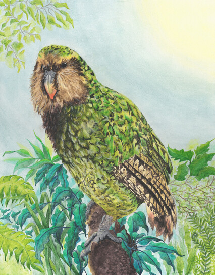 'Kakapo Calling' original watercolour painting