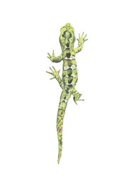 Rough Gecko / Moko Pārae