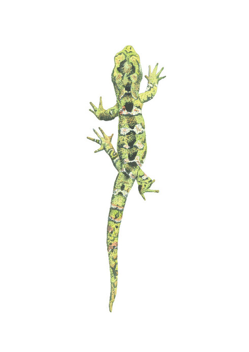 Rough Gecko / Moko Pārae