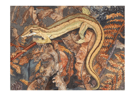 Coromandel Striped Gecko / Toropuku inexpectatus