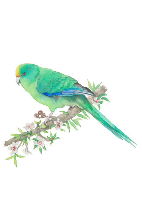 Malherbe's Parakeet/Orange-fronted Parakeet /Kākāriki karaka