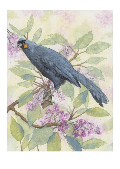 South Island kōkako