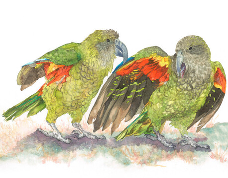 Kea (Nestor notabilis)