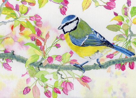 Eurasian Blue Tit Bird (Cyanistes caeruleus)