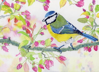 Eurasian Blue Tit Bird (Cyanistes caeruleus)