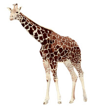 South African giraffe (Giraffa camelopardalis giraffa)