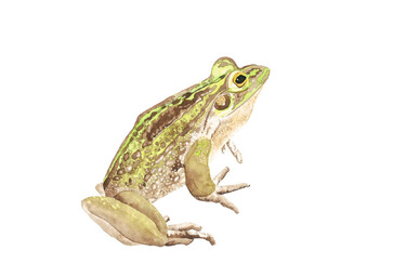 Green and Golden bell frog (Ranoidea aurea)