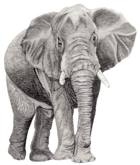 African Bush Elephant (Loxodonta africana)