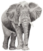 African Bush Elephant (Loxodonta africana)