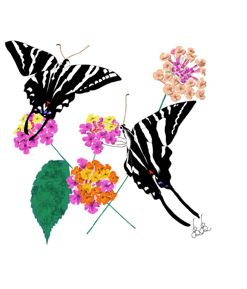 'Zebra Swallowtail Butterflies' original digital painting