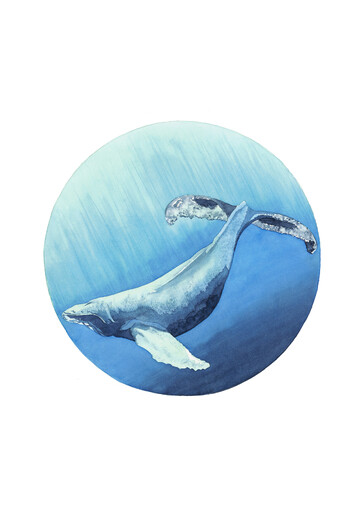 Southern Humpback whale (Megaptera novaeangliae)