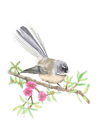 Pied Fantail / Pīwakawaka