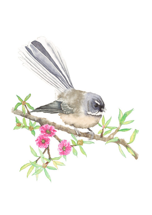 Pied Fantail / Pīwakawaka
