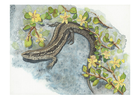 Canterbury grass skink (Oligosoma aff. polychroma Clade 4)