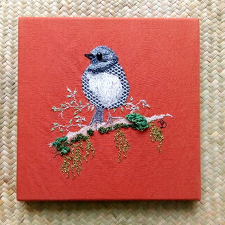 South Island Robin / Toutouwai