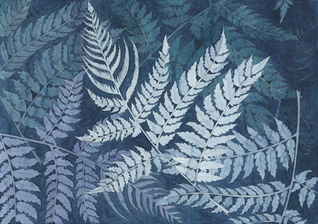 Silver fern (Cyathea dealbata)