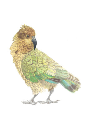 Kea (Nestor notabilis)