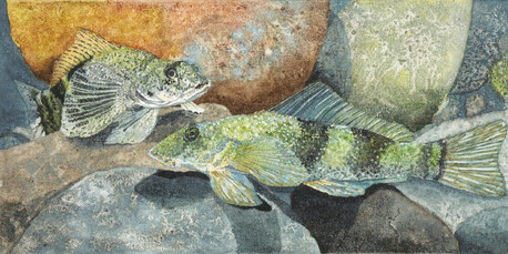 Torrentfish / Panoko