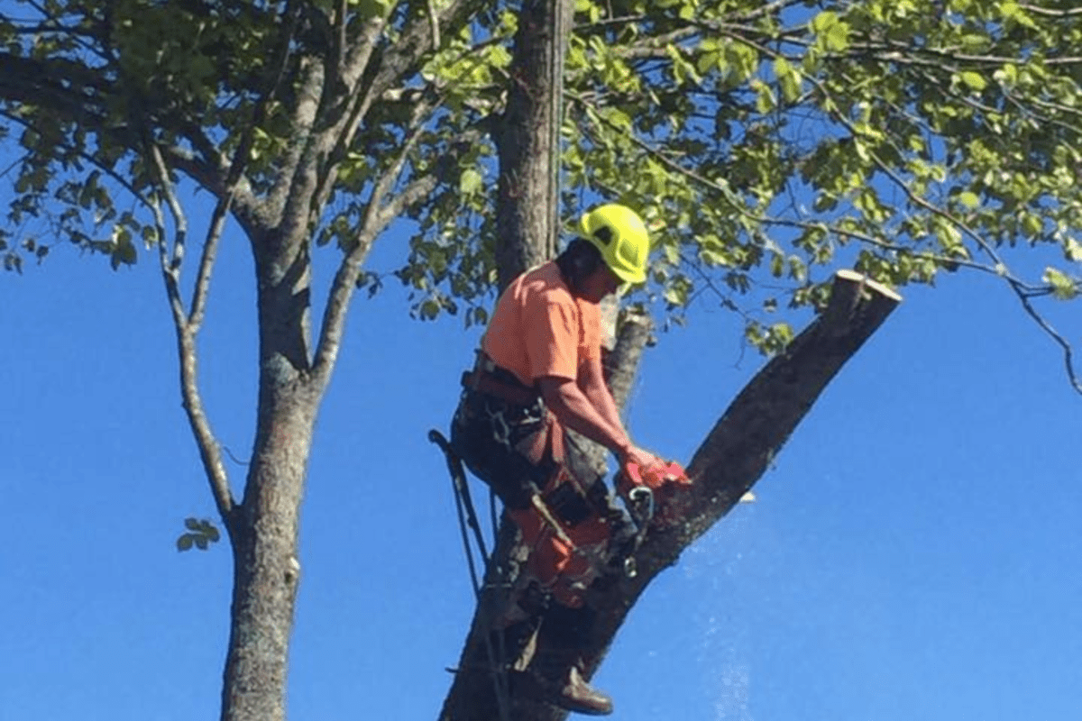 arborist-tree-services-hamilton-waikato-tree-removal-tree-fx