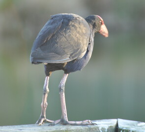 Patient Rights & Policies