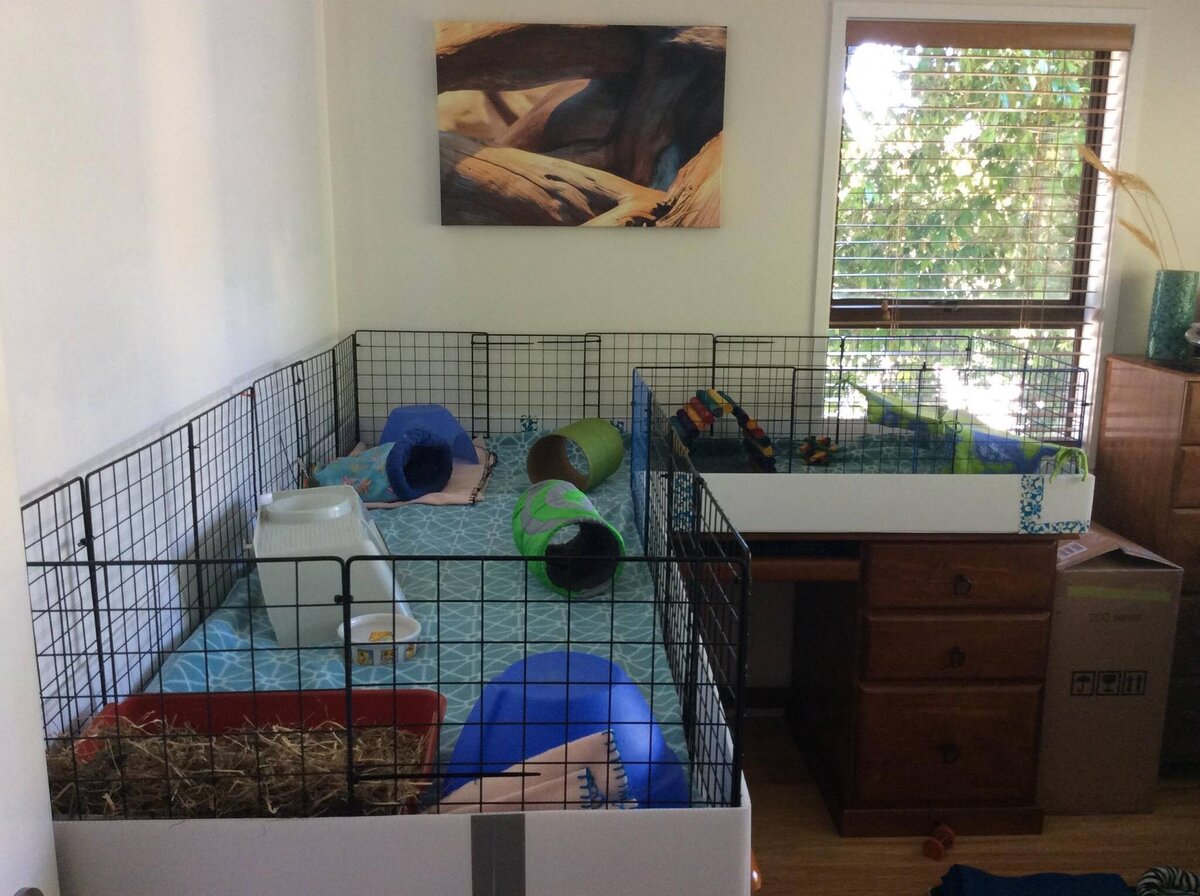 Guinea pig clearance dresser cage