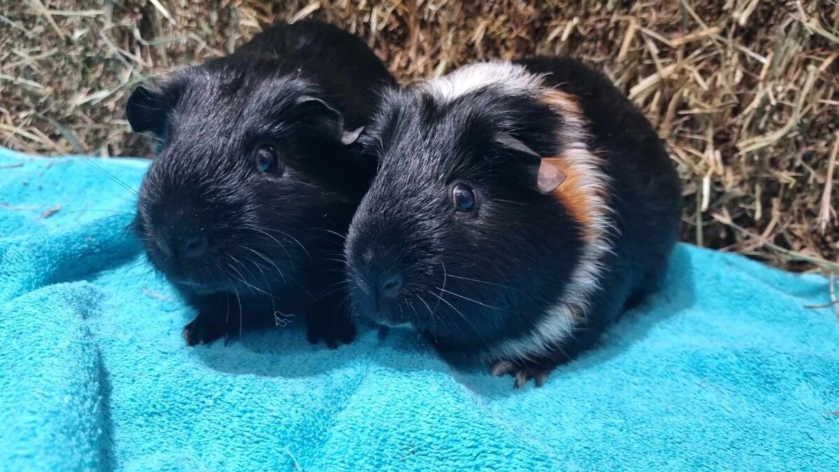 Guinea Pigs For Adoption