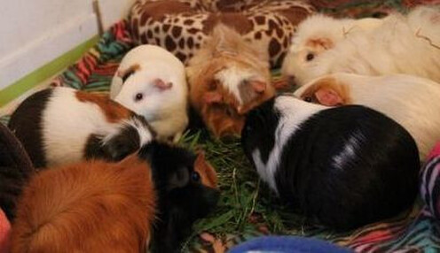 Herd of  7 spayed females and 1 neutered male