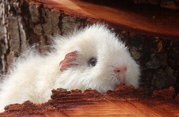 Direct Deposit into Auckland Cavy Care rescue's bank account:  -  #38-9014-0787909-00 All donations of $5 and over directly put into the rescues bank account are tax deductible as we are a registered charity. We’ll send you a receipt so that you can get 1/3 of your donation refunded back to you at the end of the tax year.