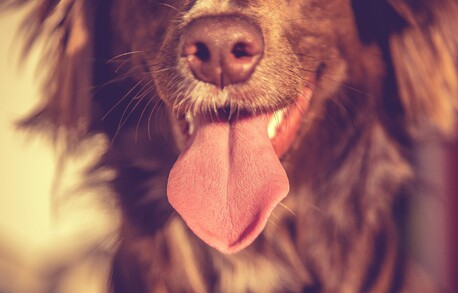 shop - order pet products