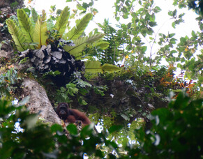 Top 5 Indonesia Experiences (besides Bali)