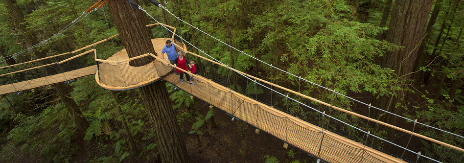 Treewalk bridge and platforms