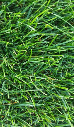 Fine Fescue