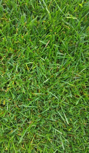 Ryegrass