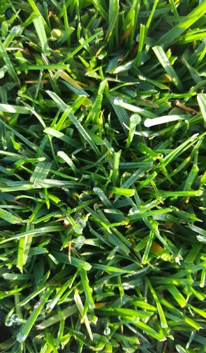 Tall Fescue