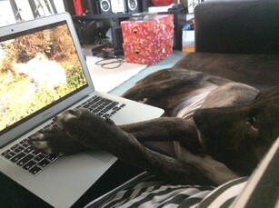 Kai sick dog watching TV